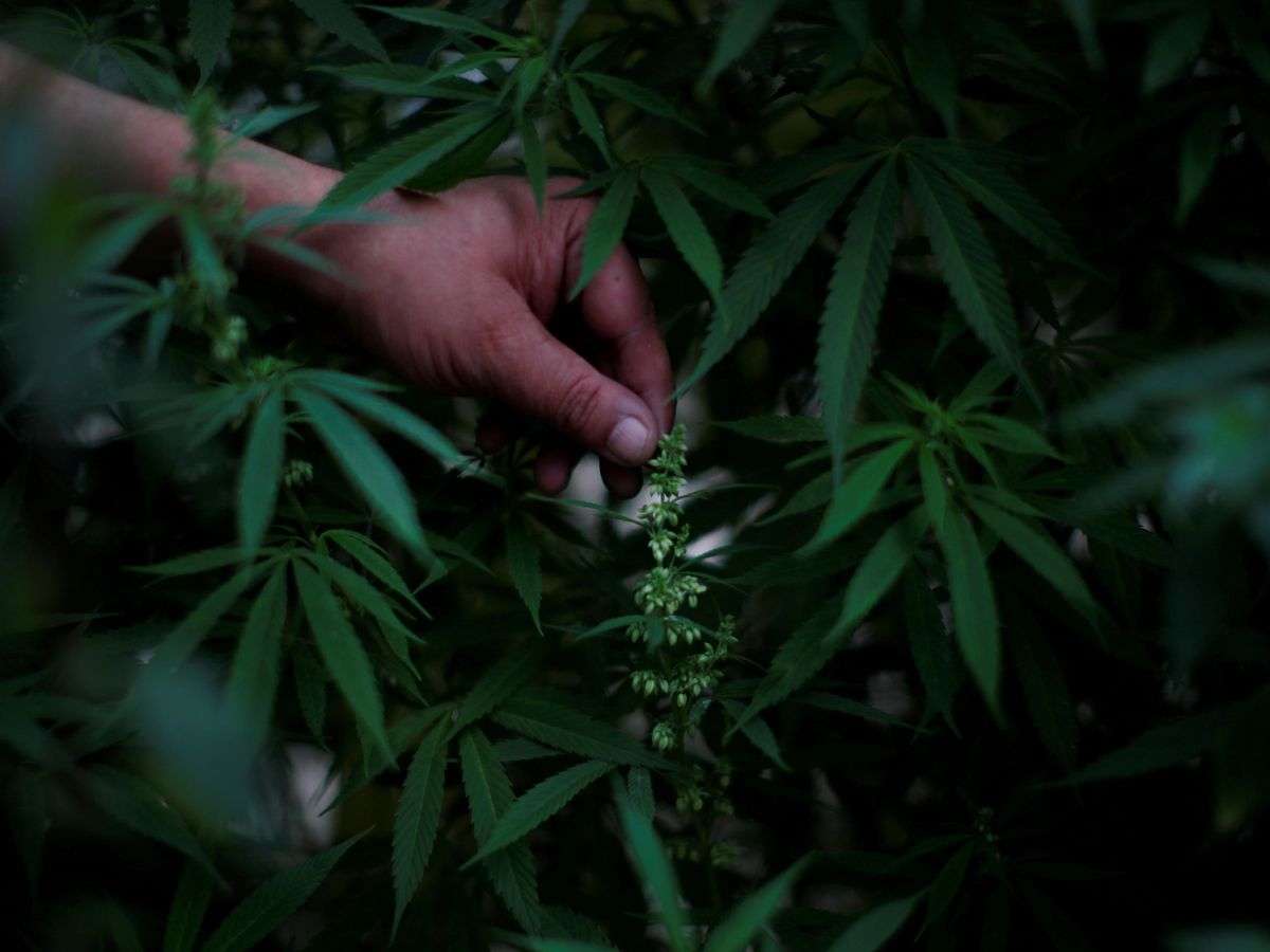 Foto: Imagen de una plantación de marihuana. (Reuters)