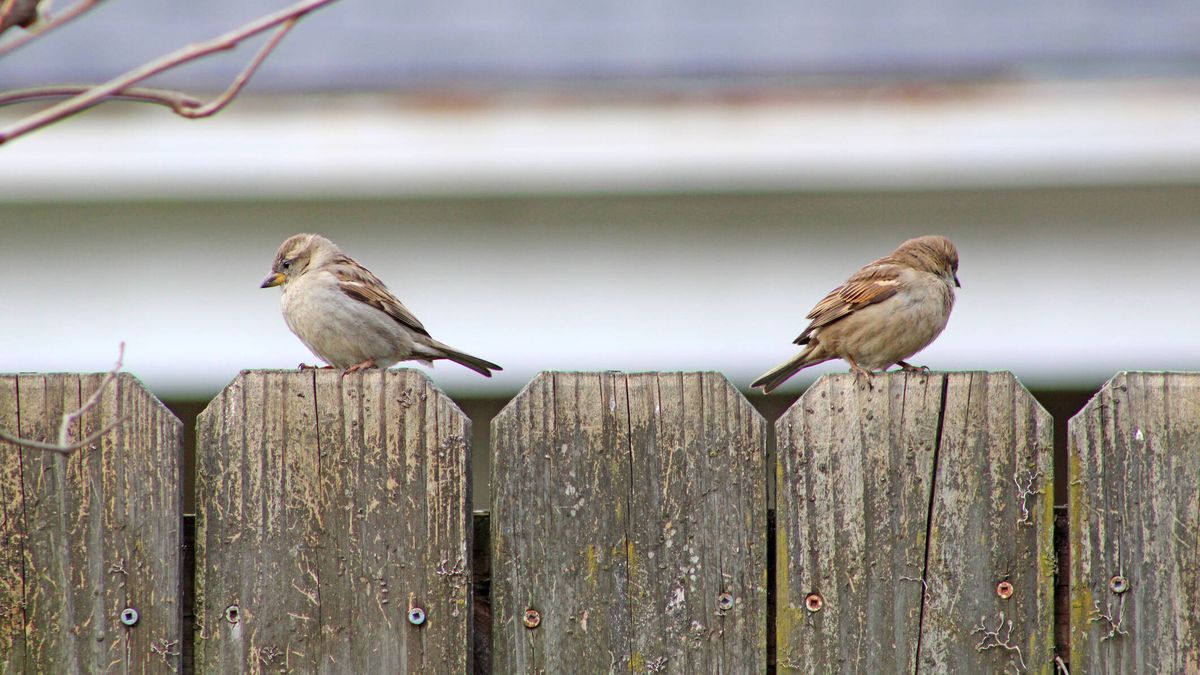 Las parejas de pájaros también pueden 'divorciarse': estos son los motivos 