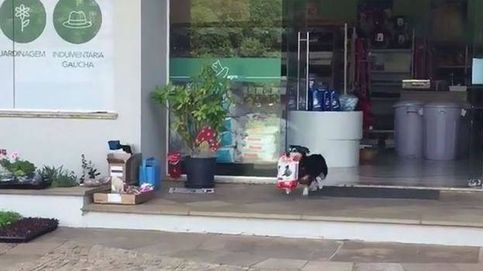 El perro que va solo a hacer la compra todos los días: Pituco