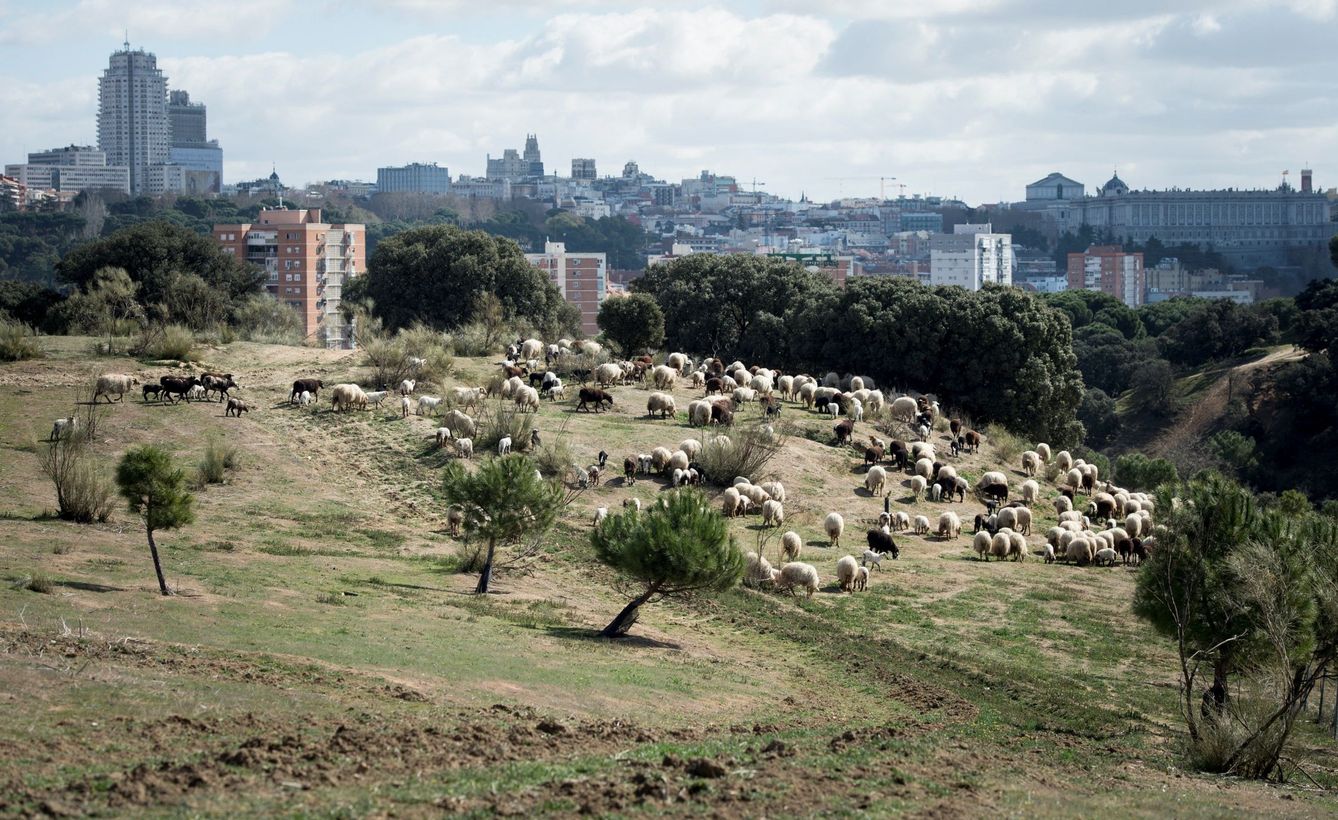 Un rebaño de ovejas en la Casa de Campo de Madrid. (EFE)