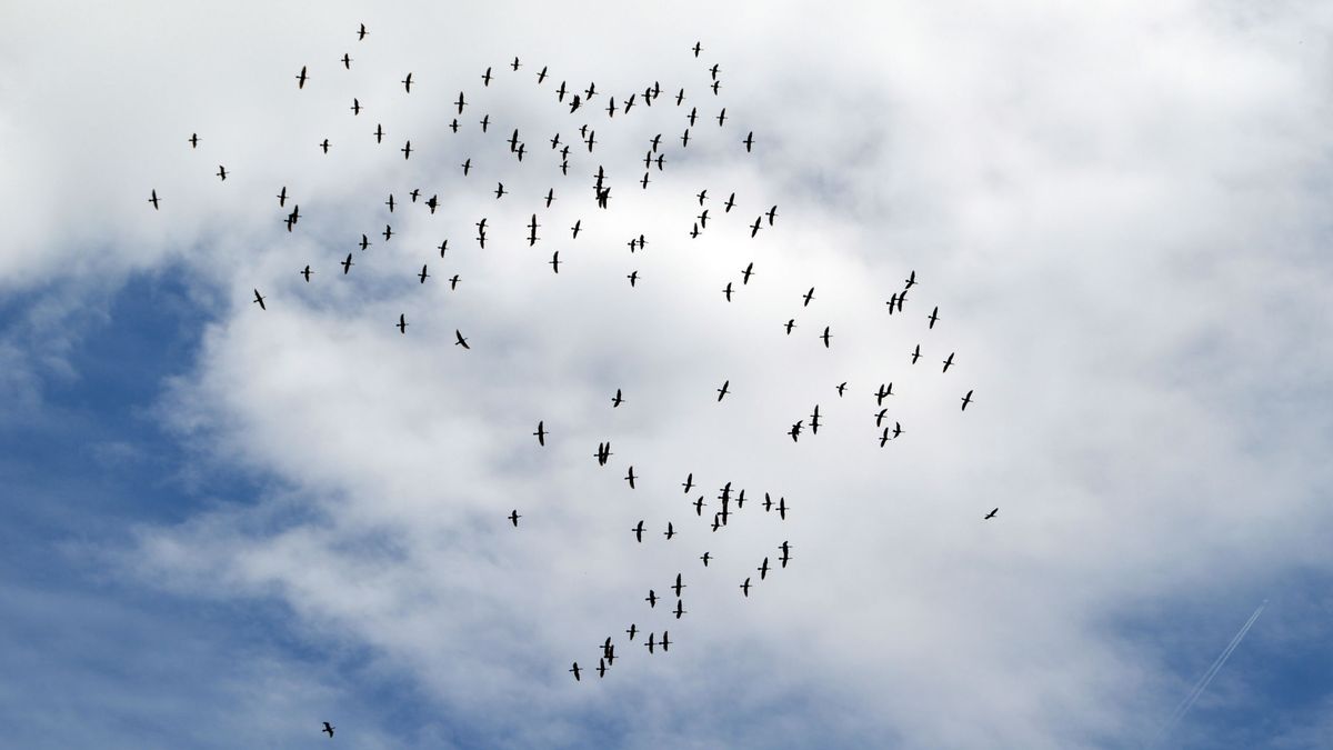 Pájaros borrachos provocan el caos en un pequeño pueblo de Minnesota