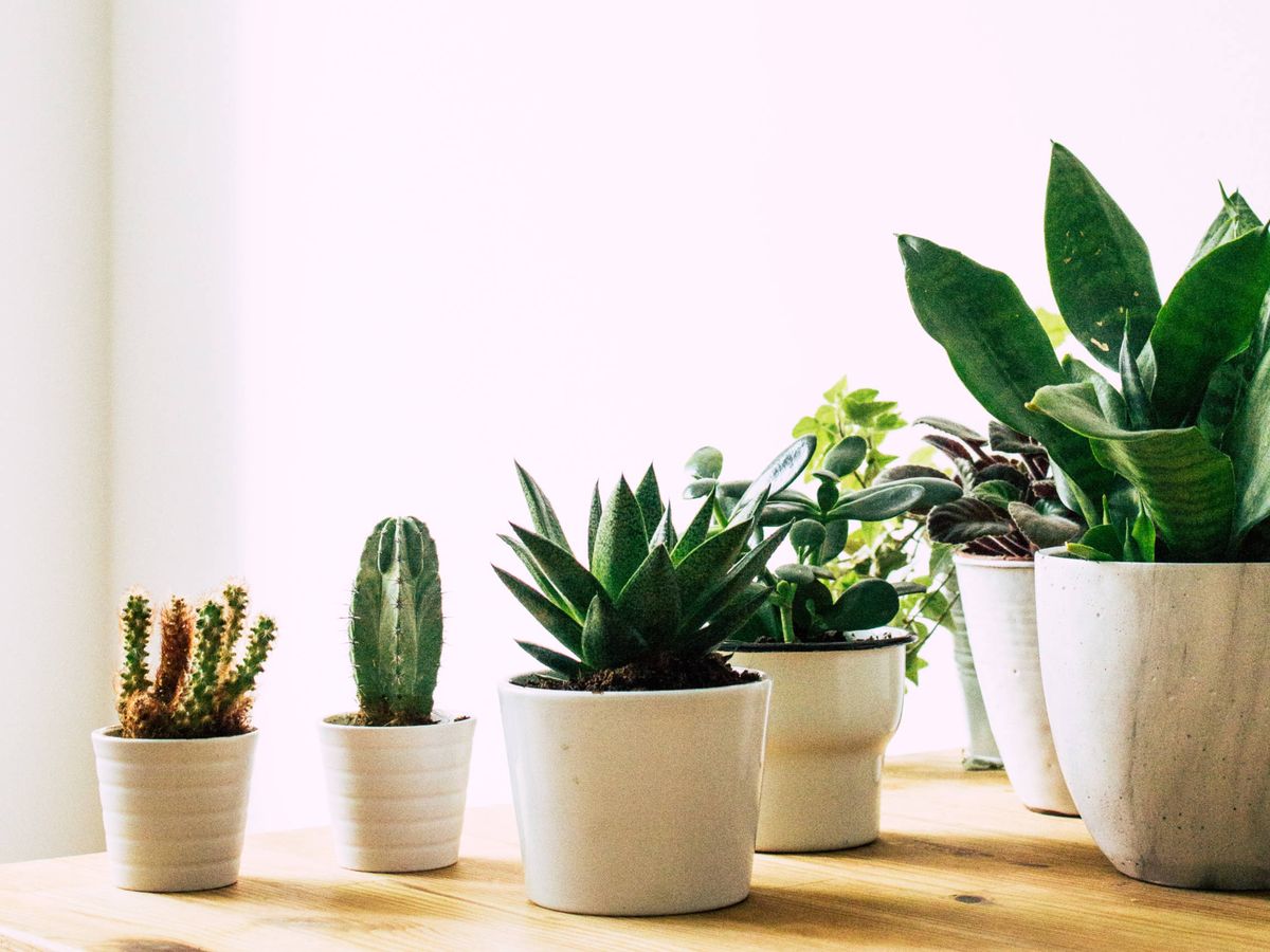 Foto: Decora tu casa con plantas y estos maceteros. (Cortesía)