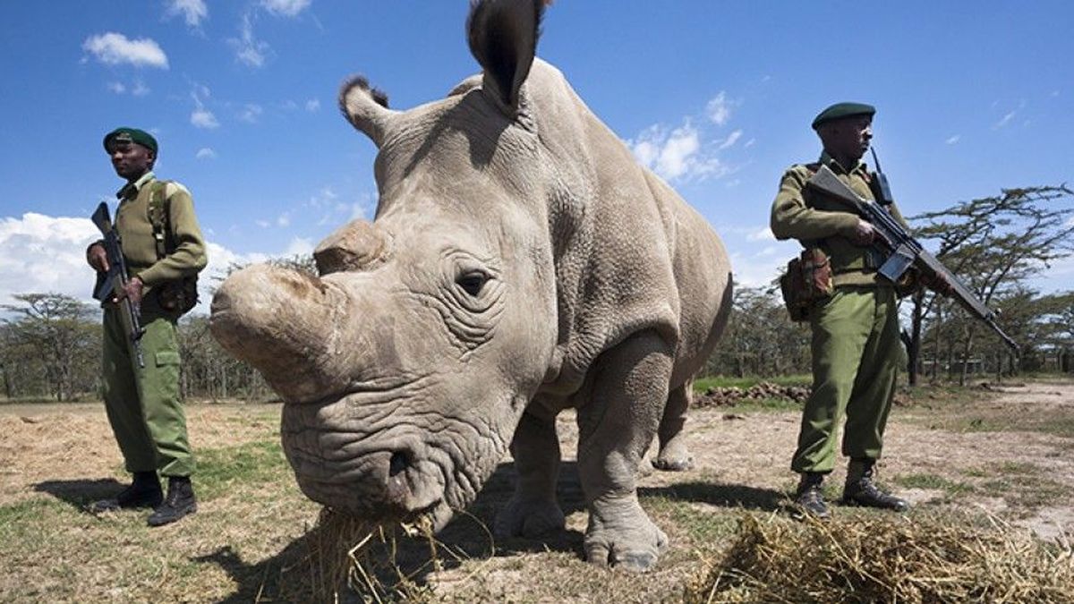 Fecundación 'in vitro', la última esperanza del rinoceronte blanco