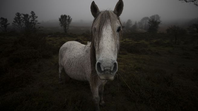 Foto de Bestas de Galicia: la desaparición del último caballo salvaje