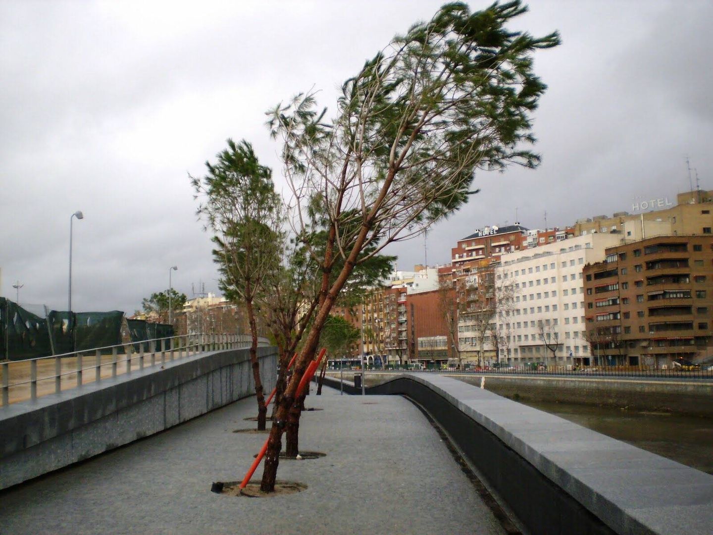 Árboles torcidos en Madrid Río por estar sobre la losa del soterramiento. (Ayto. de Madrid)