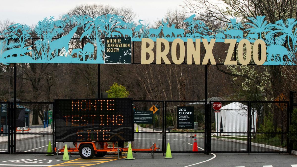 El coronavirus se extiende en el zoo del Bronx: ya hay 5 tigres y 3 leones infectados