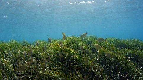Posidonia oceánica: una gran depuradora de CO2 que podría desaparecer por la contaminación