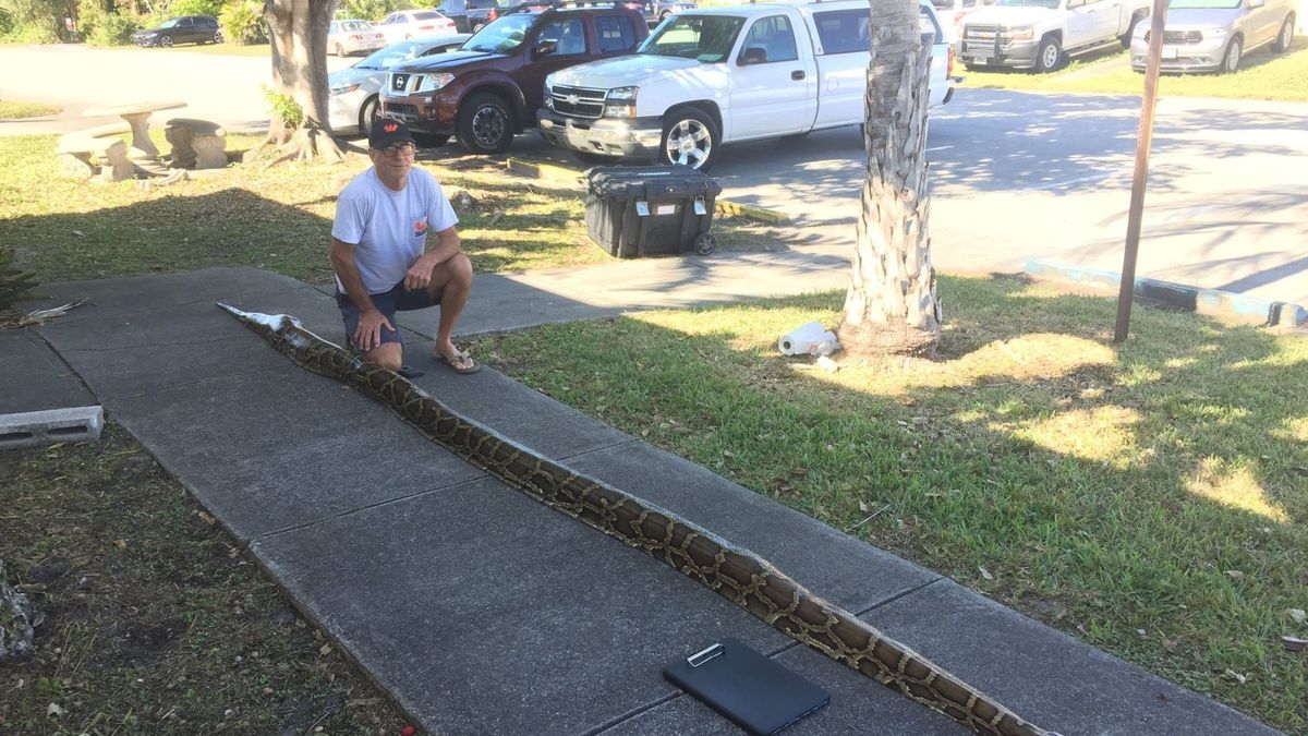 La Python Bowl arrasa en Florida: así es la competición de cazar serpientes birmanas 