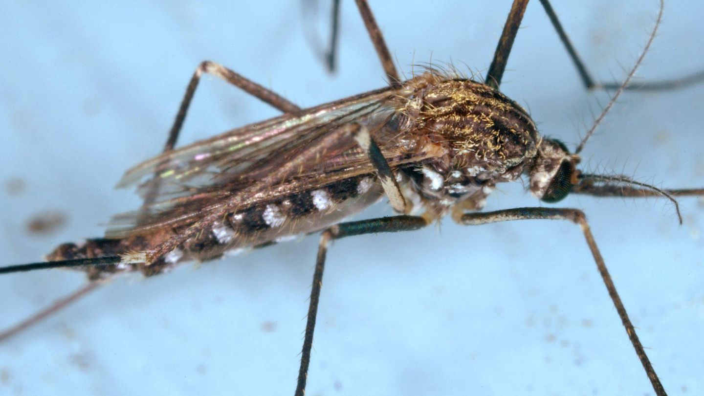 El mosquito conocido como Aedes japonicus 