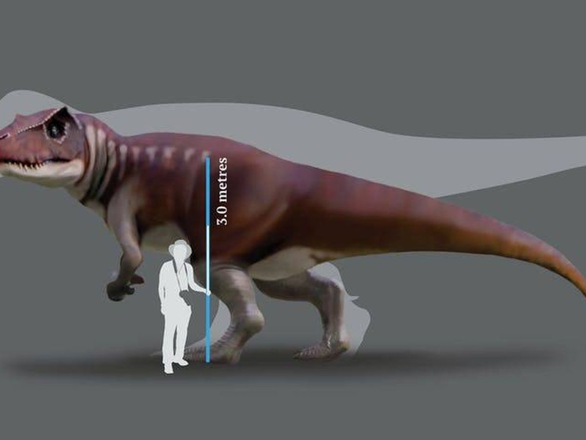 Australia también tuvo su particular Tiranosaurio Rex