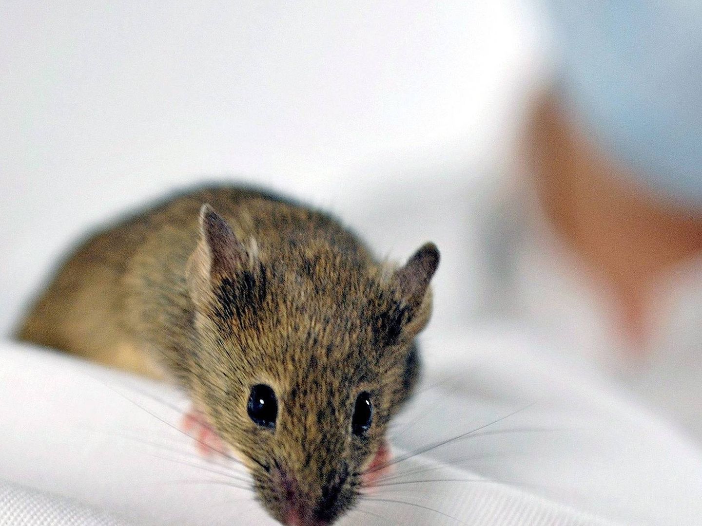 Los ratones en aislamiento también tienen 'antojos' sociales