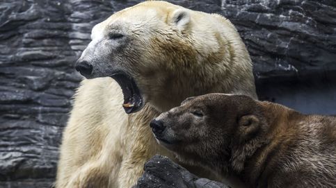 'Secuestrados' por diez osos polares: cinco científicos, aislados desde agosto 
