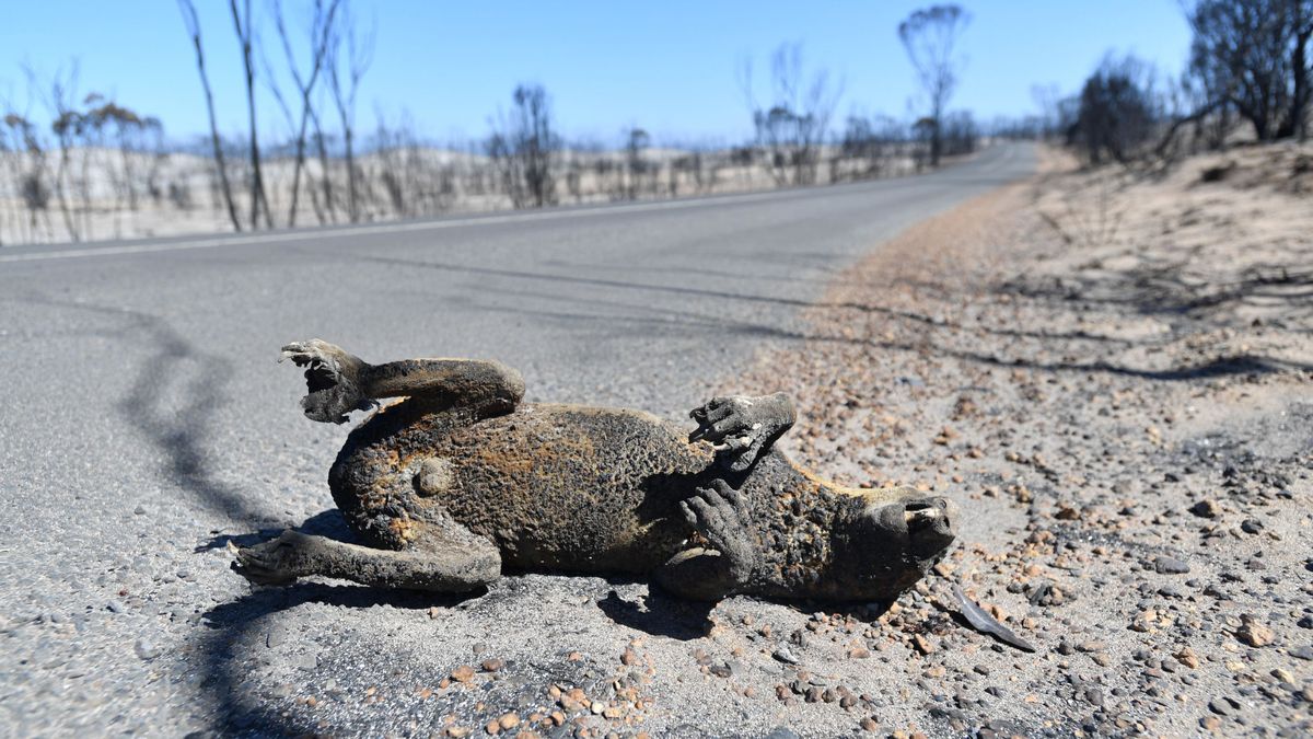 1.000 millones de animales han muerto ya en los incendios que arrasan Australia