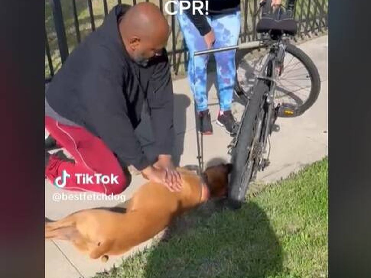 Foto: Las sorprendentes imágenes de un hombre que salva la vida de un perro haciéndole una reanimación cardiopulmonar (TikTok)