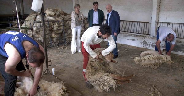 Foto: Ganaderos de Madrid esquilando ovejas. (Comunidad de Madrid)