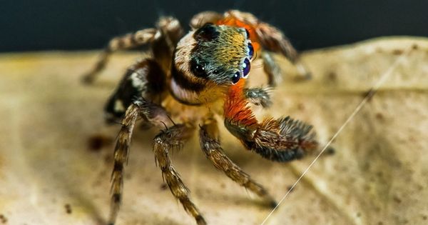 Foto: Algunas especies de arañas se vuelven más agresivas después de fenómenos climáticos extremos