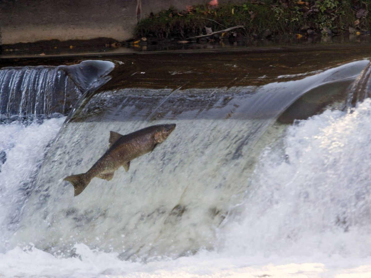 Foto: Un salmón intentando superar un salto de agua. (EFE)