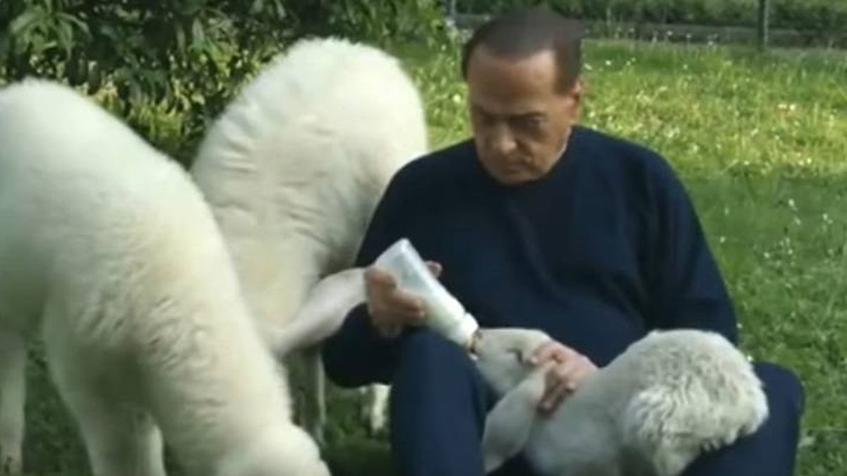 Berlusconi, el defensor de los corderos: pide a los italianos que no los coman en Pascua