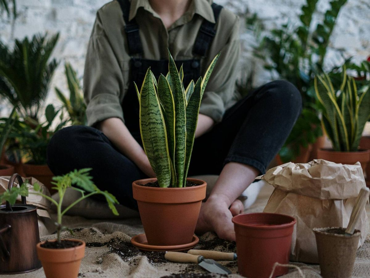Foto: Dale una nueva vida a tus plantas con este truco. (Pexels/Cottonbro)