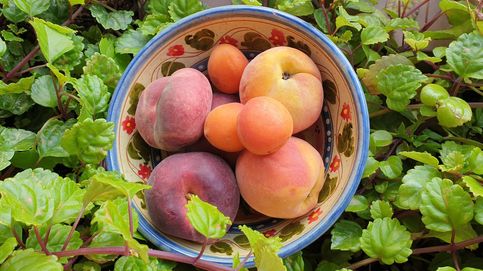 Melocotón, albaricoque y nectarina: ¿un debate a tres bandas de la misma fruta?