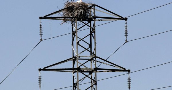 Foto: Unas cigüeñas en un poste del tendido eléctrico. (EFE)