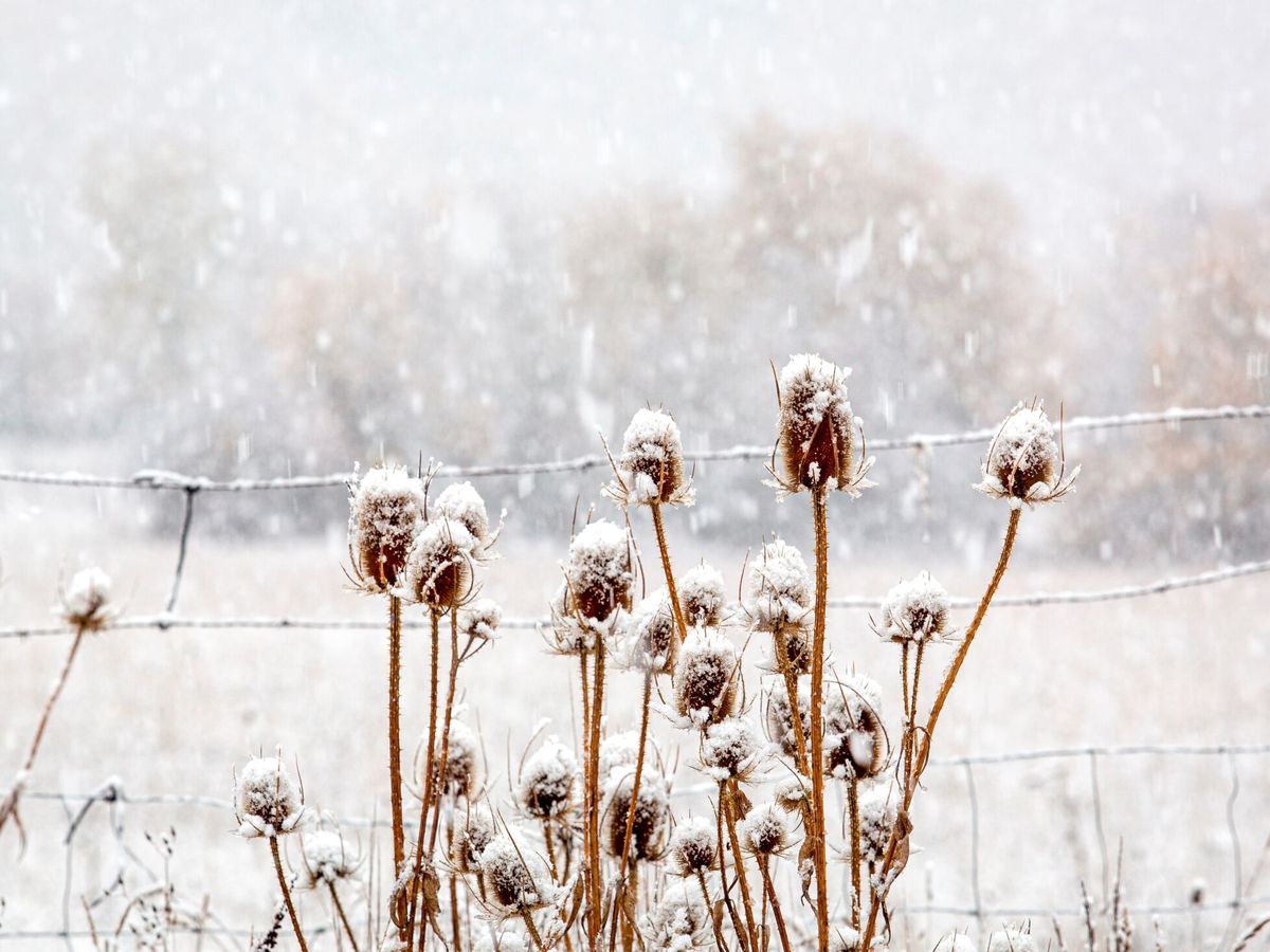 Foto: Detalle de algunas flores silvestres cubiertas de nieve en Villanueva (La Rioja). (EFE/Raquel Manzanares)