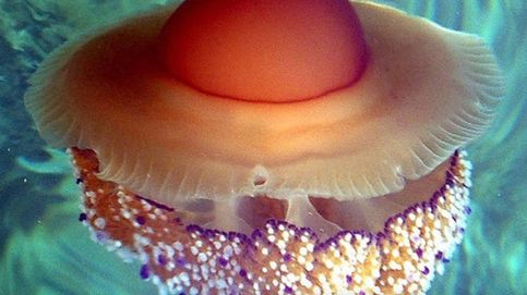 Alerta para los bañistas: millones de medusas 'huevo frito' están naciendo en Murcia