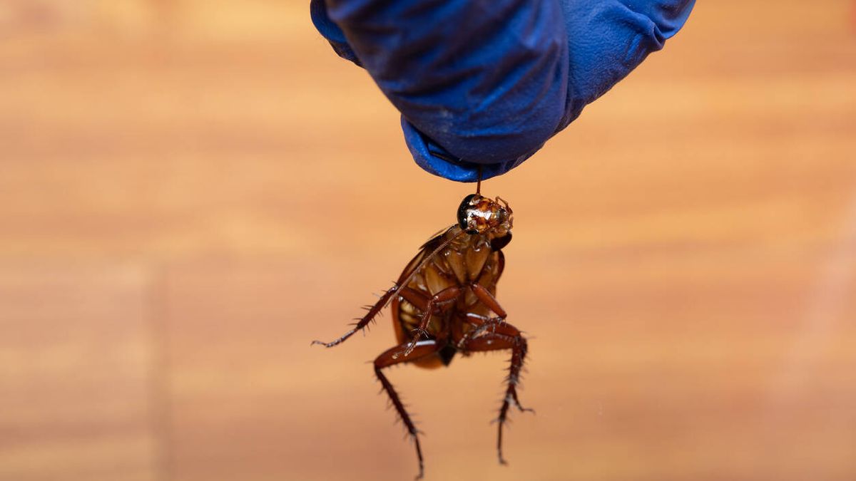 Trampas en el aeropuerto de Mallorca para detectar insectos invasores