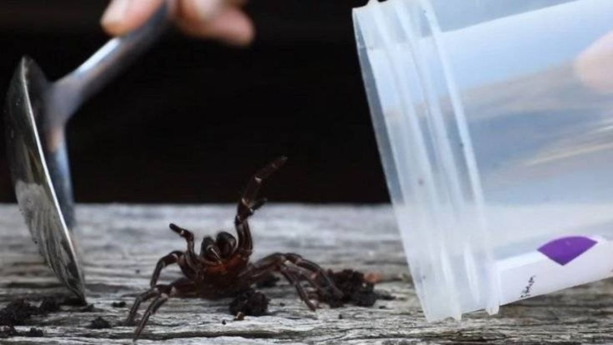 Australia, de mal en peor: incendios, inundaciones y, ahora, arañas mortales