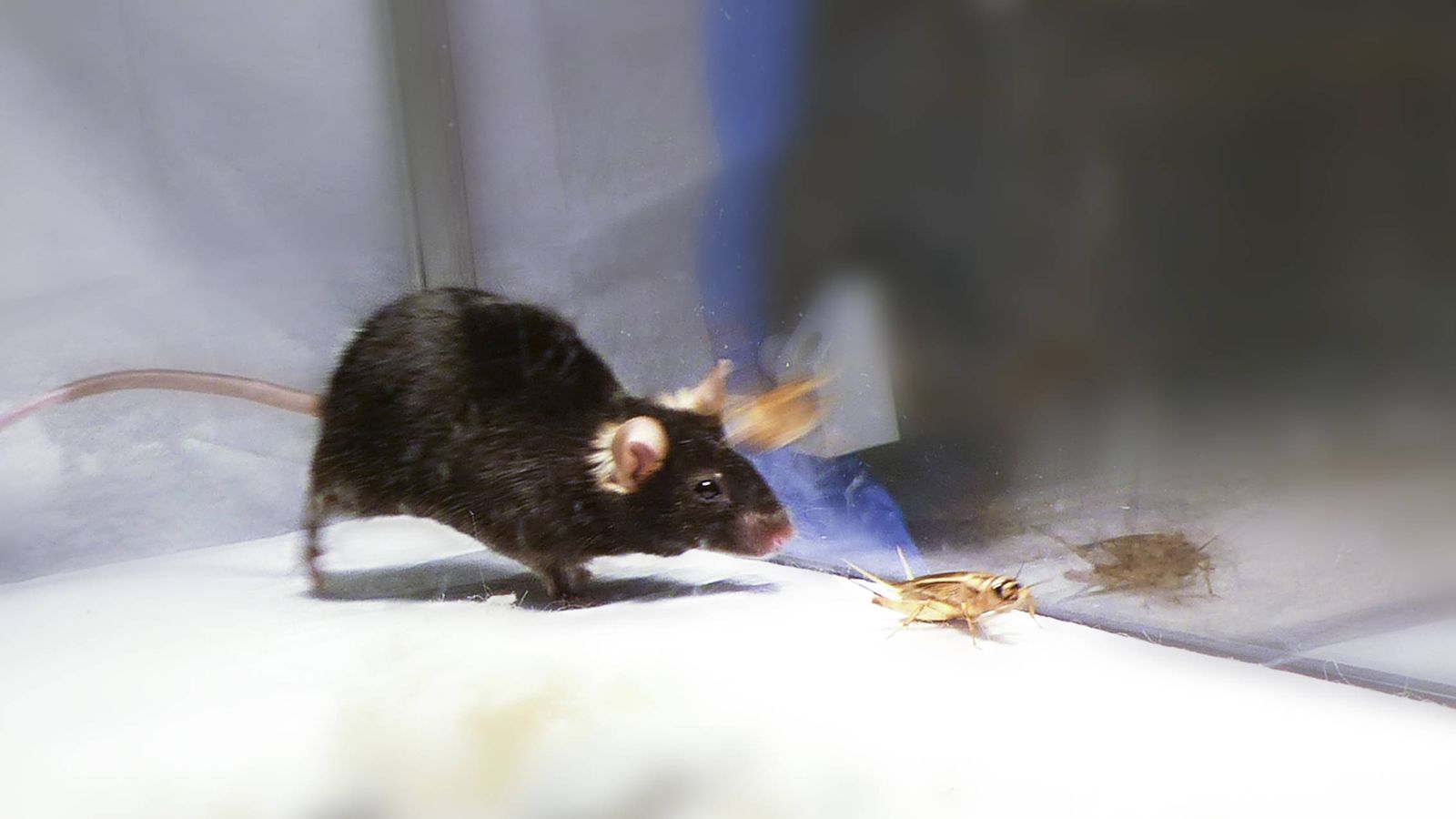 Foto: Uno de los ratones muestra un comportamiento depredador con un grillo. (Ivan de Araujo)