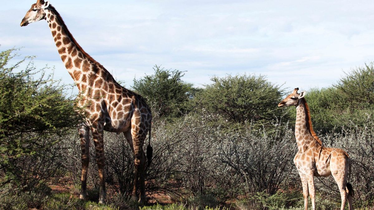 ¿Por qué el cuello de las jirafas es tan largo? Un nuevo estudio lo revela