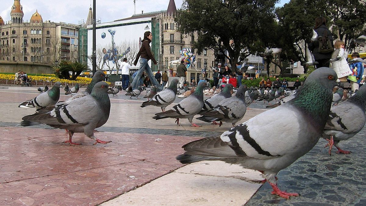 Condenan a una mujer de Tenerife por dar de comer a las palomas y a las ratas