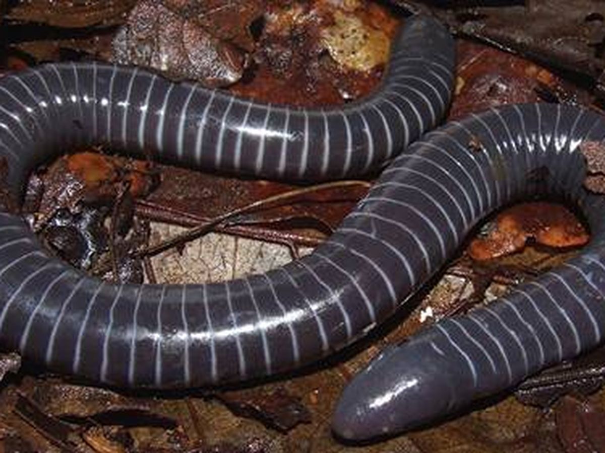 Foto: Un espécimen de Siphonops annulatus. Foto: Wikipedia