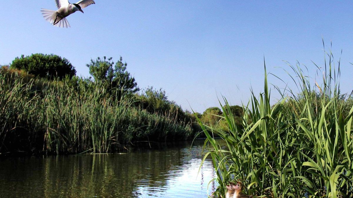 La restauración de un humedal onubense, clave para recuperar la población de aves acuáticas en peligro de extinción