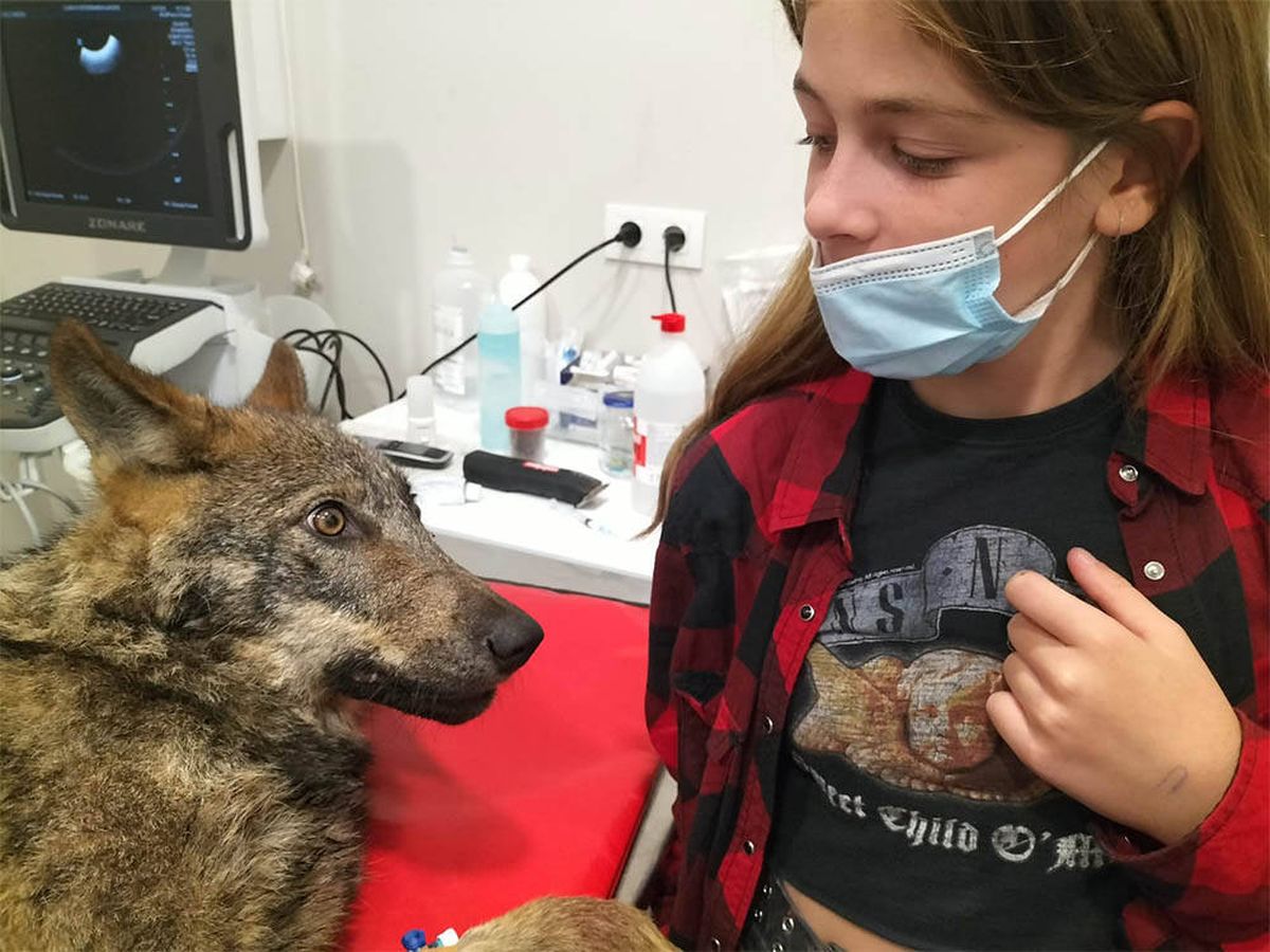 Foto: Atropella a un perro y resulta ser un lobo (Facebook/Xarope Hospital Veterinario)