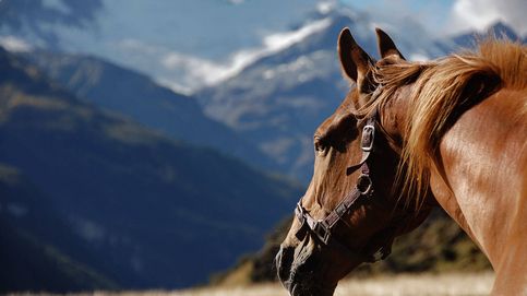 Por qué el caballo es el animal más importante de la historia