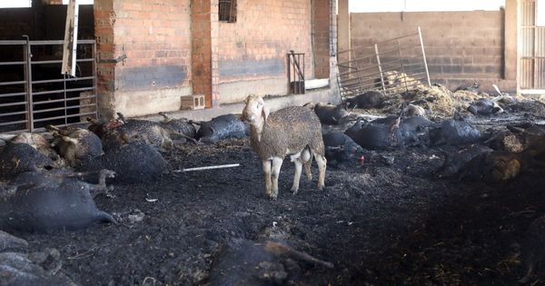 Foto: Una oveja superviviente entre sus compañeras abrasadas por el incendio. (EFE)