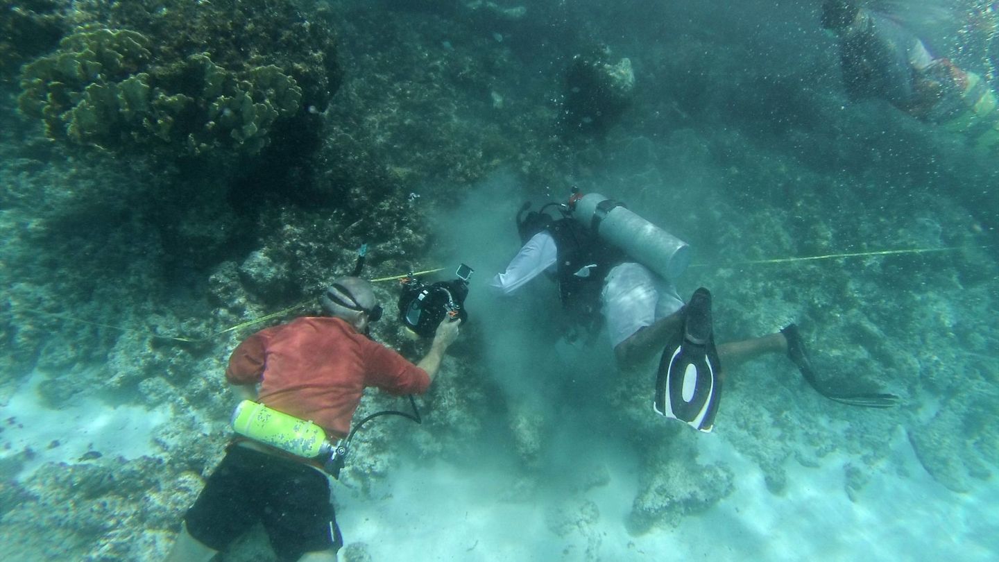 Intento de replantación de coral en el caribe mexicano. (EFE/Lourdes Cruz)