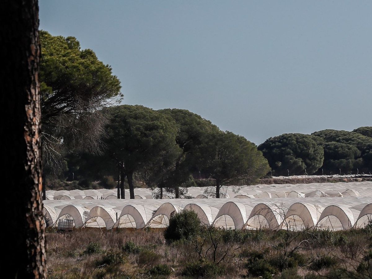 Foto: Cultivos en el entorno de Doñana, en Lucena del Puerto. (EFE)
