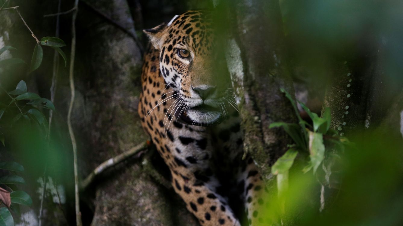 Foto: Un jaguar en la selva amazónica de Brasil (Reuters/B.Kelly)