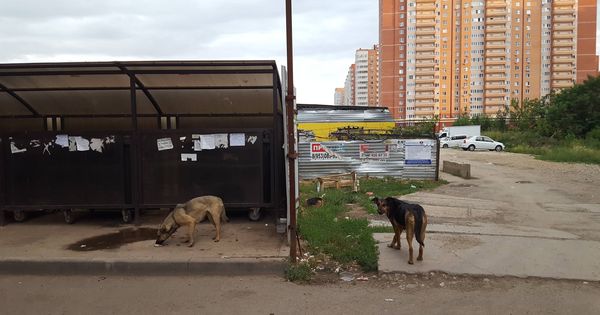 Foto: Perros callejeros en el barrio de Panorama, en Krasnodar. (A. P.)