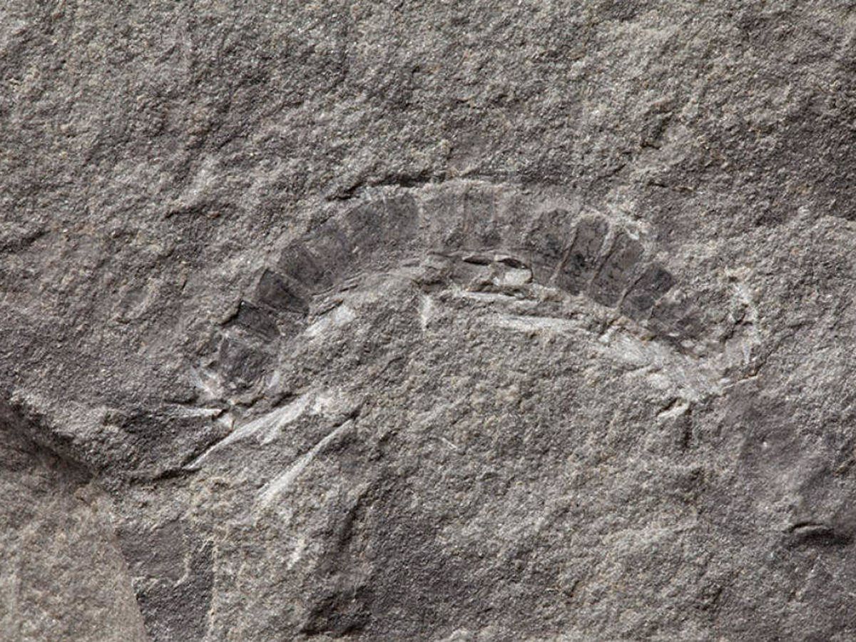 Foto: Fósil del insecto más antiguo encontrado. Foto: Universidad de Texas en Austin 