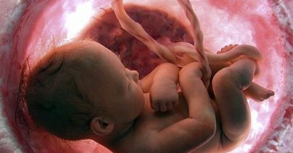 Foto: Imagen de un feto humano (National Geographic) 