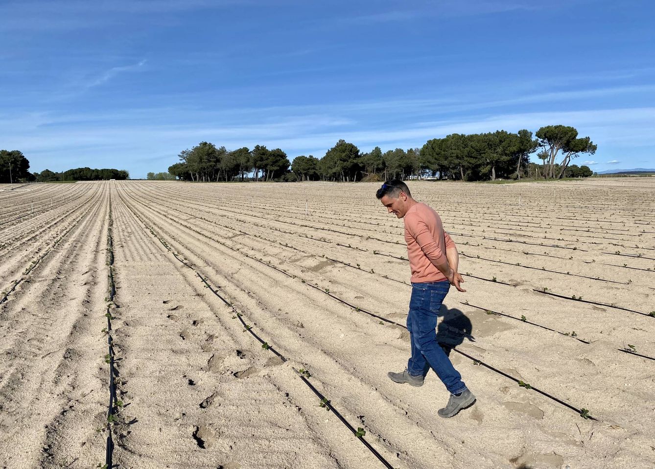 Diego Herranz, en el campo donde nace la planta de la fresa. (C.A.)