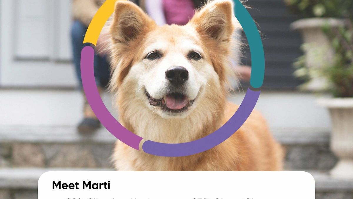 La 'startup' que puede alargar la vida de tu perro hasta tres años más ya vale 700 M