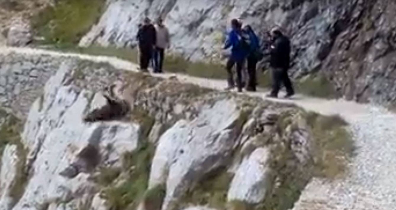 Captura del vídeo en que unos excursionistas tiran a un jabalí por un barranco.