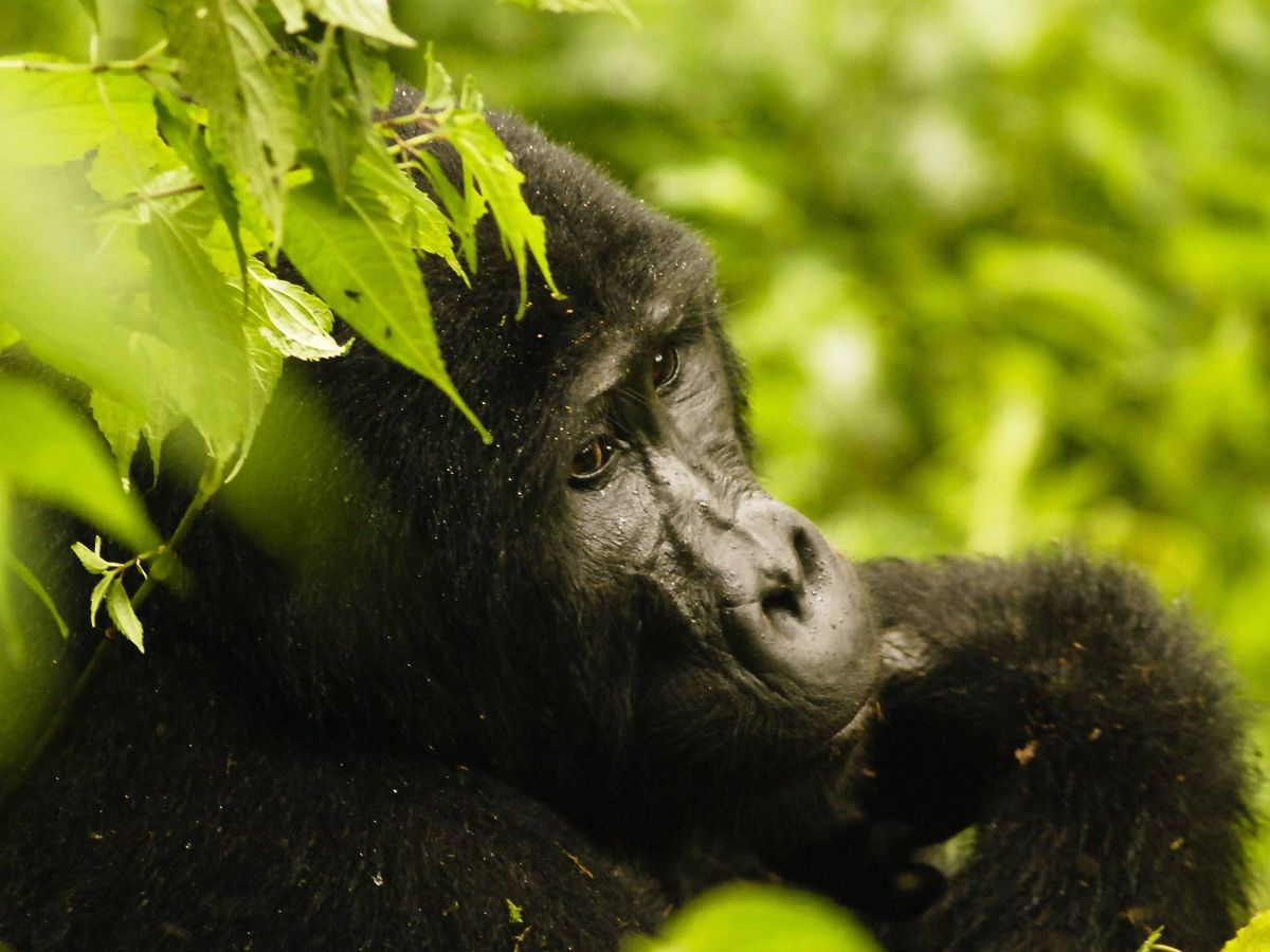 Foto: Un gorila de montaña en el Parque Nacional Bwindi Impenetrable. EFE/ Marc Hofer