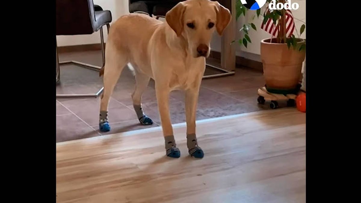 Korey, el perro de terapia que solo pisa el suelo si se pone calcetines