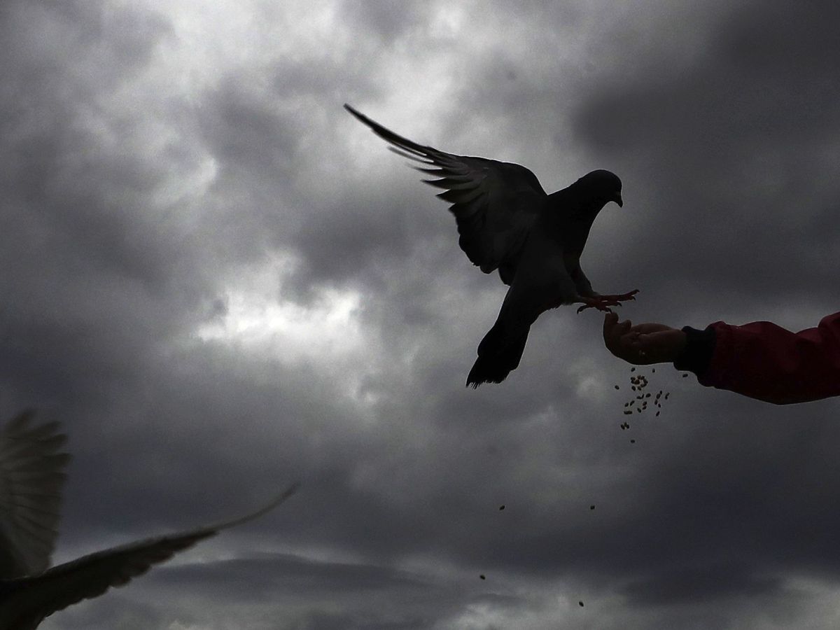 Horizontal ángulo Artístico Las peluquerías dejan 'cojas' a las palomas? Científicos franceses creen  que sí