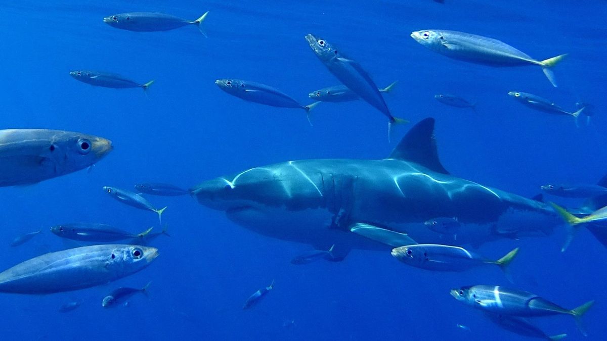 Un biólogo explica por qué los tiburones y las tintoreras se acercan a las costas españolas